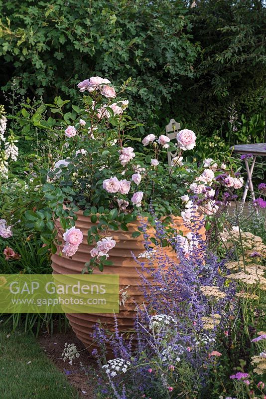 Rosa 'Wildeve' in container. Best of Both Worlds, Sponsored by BALI, Hampton Court Flower Show, 2018.