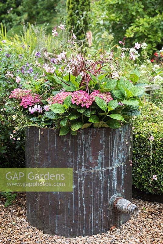 Old copper water cylinder with gaura, hydrangea and red fountain grass.