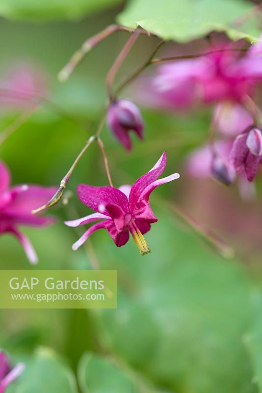 Epimedium 'Never The Red Rooster' 