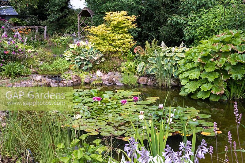 A stone-edged waterlily pond planted with various bog plants such as 
Rheum, Hosta, Iris 