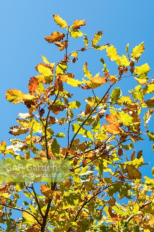 Quercus hartwissiana - Oak 