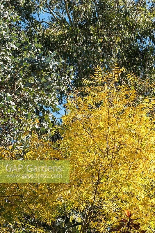 Eucalyptus cordata, Carya aquatica - Water Hickory and Eucalyptus dalrympleana - Mountain gum