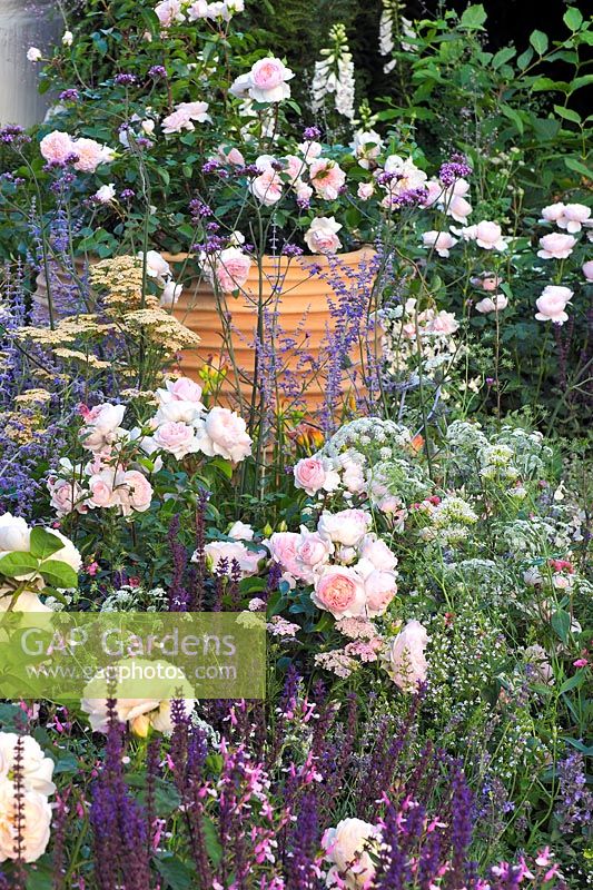 View along border with flowering pink Rosa 'Gentle Hermione' - Best of Both Worlds Garden, Sponsored by BALI, RHS Hampton Court Flower Show, 2018.
