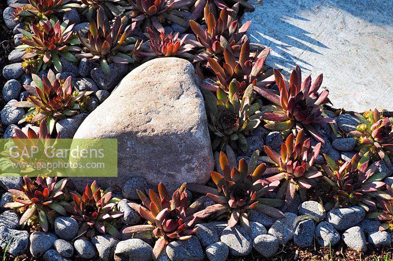 Sempervivums amongst pebbles and large rock - Elements Mystique Garden, Sponsored by Elements Garden Design, RHS Hampton Court Palace Flower Show, 2018. 