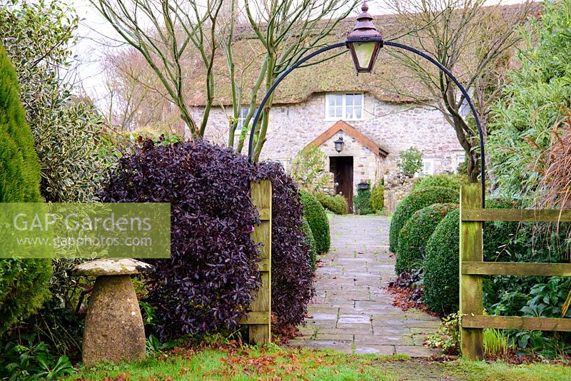 Dark leaved Pittosporum tenuifolium 'Tom Thumb' frames the entrance to the front garden through which a path bordered by clipped Buxus leads to the front door of the thatched cottage. 