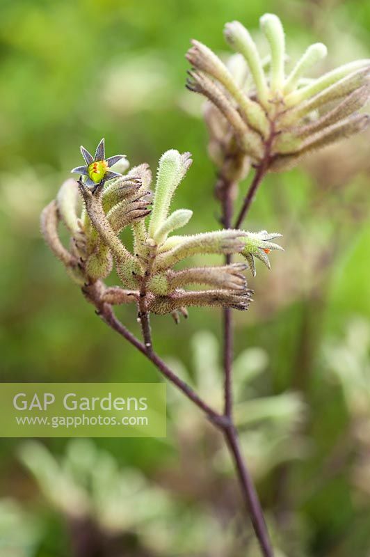 Anigozanthos flavidus