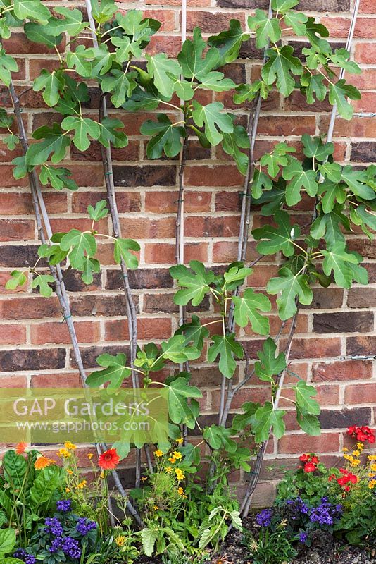 A fan-trained Ficus 'Brown Turkey' underplanted with colourful annuals.