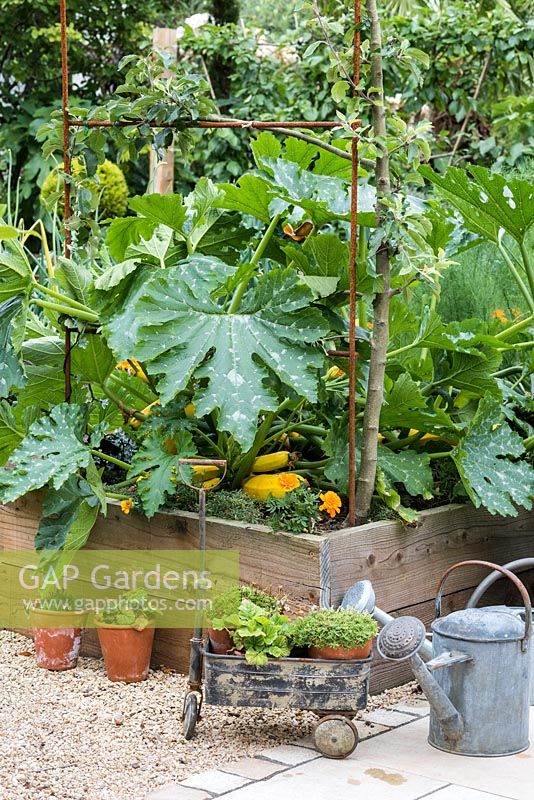 A raised bed made with wooden planks planted with yellow courgettes.