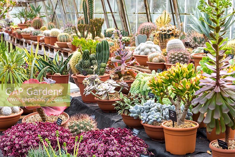 A collection of mature succulents and cacti, at Ottershaw Cacti.