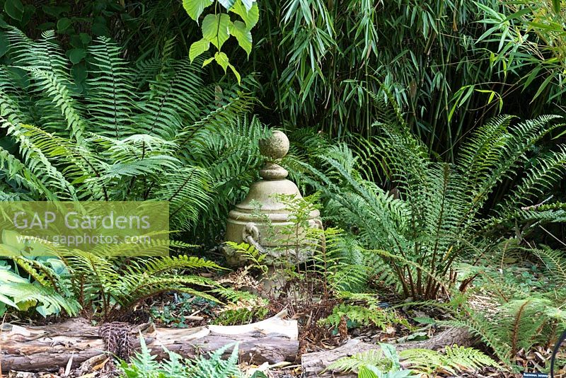 Fernery and bamboo with varieties of Polystichum and Dryopteris.