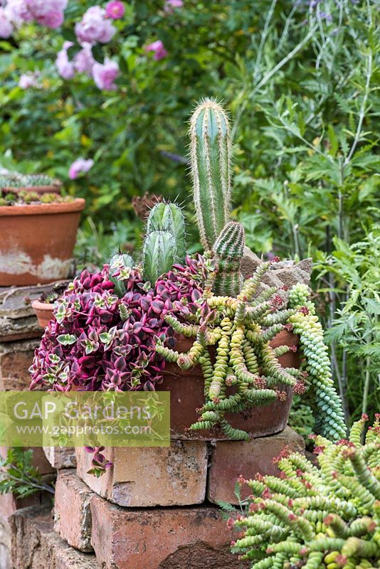 Crassula rupestris 'Hottentot' with Crassula pellucida and prickly cacti.