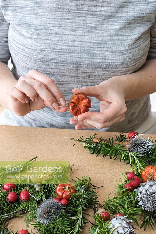 Person using a needle and see-through threat to attach mini dried pumpkins to a foliage spray. Step-by-Step for making a Christmas Tree shaped door wreath. 