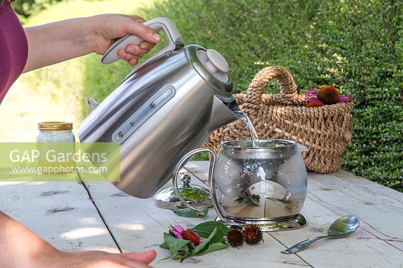 Woman Pouring boiled water over the Echinacea foliage and petals in teapot, 