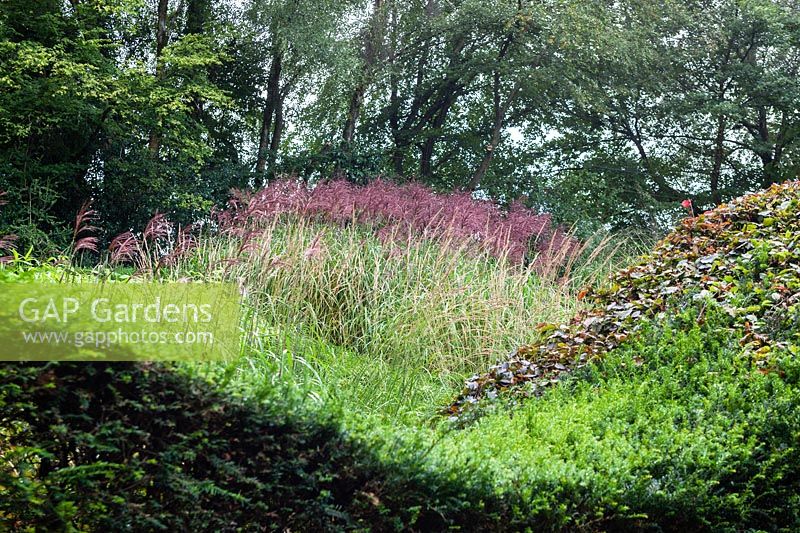 View into the Grasses Parterre with Miscanthus sinensis 'Malepartus' at  Veddw House Garden, Monmouthshire, Wales, UK.