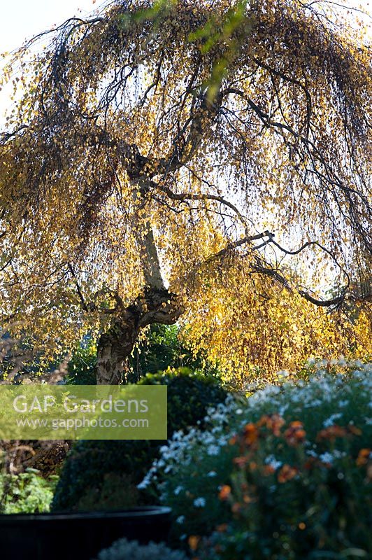 Betula pendula 'Youngii' - Young's weeping birch