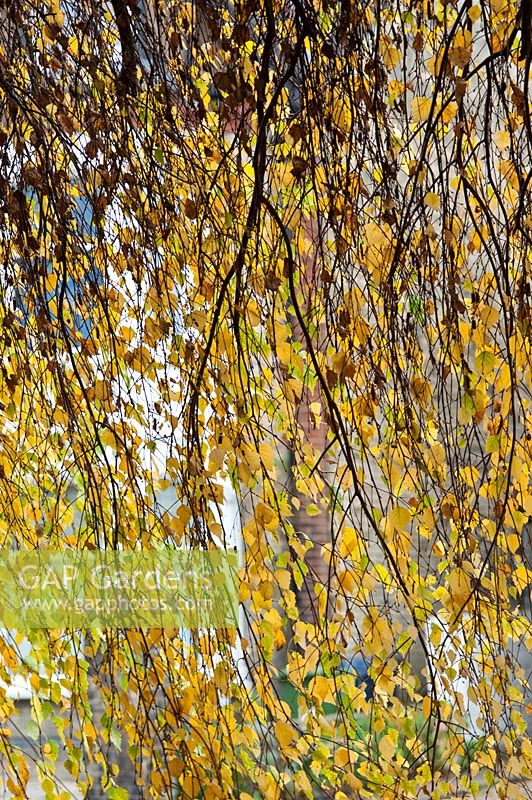 Betula pendula 'Youngii' - Young's weeping birch