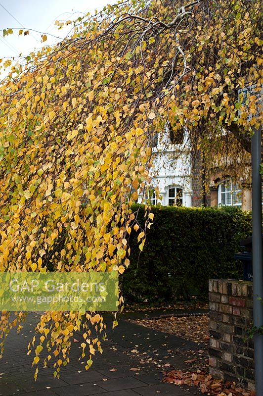 Betula pendula 'Youngii' - Young's weeping birch