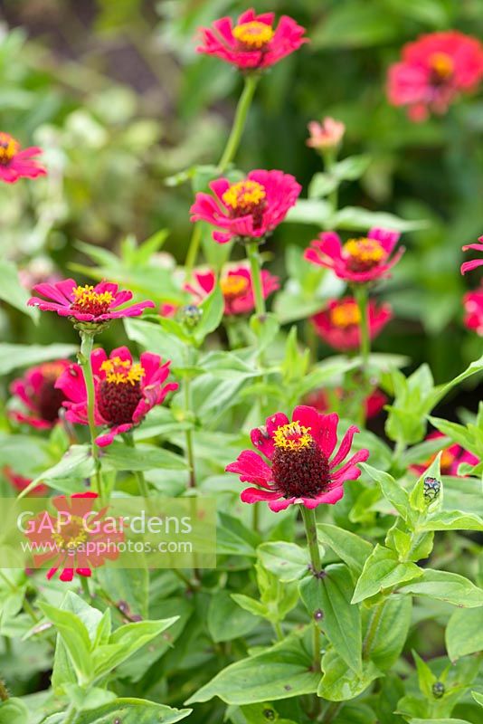 Zinnia elegans Molotov Mixed