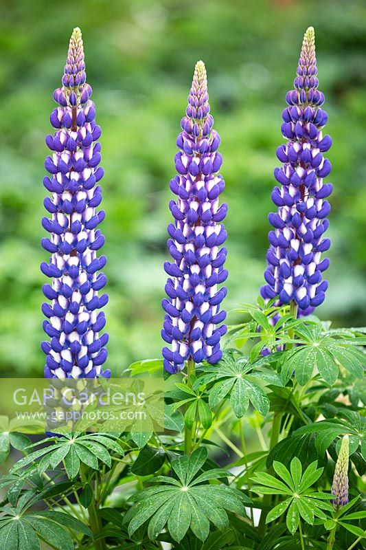 Lupinus 'King Canute' - Lupin 'King Canute'