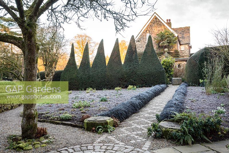 View of clipped topiary pyramids in winter garden. York Gate garden, Leeds, UK. 