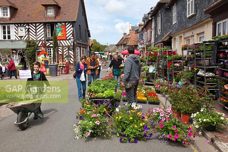 Hanging baskets and bedding plants for sale at street market in Beuvron-en-Auge, Normandy, France