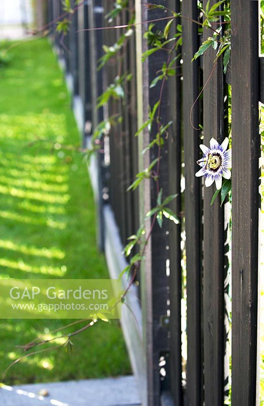 View along black wooden fence with Passiflora - Passion flower - poking through gap in fence. 