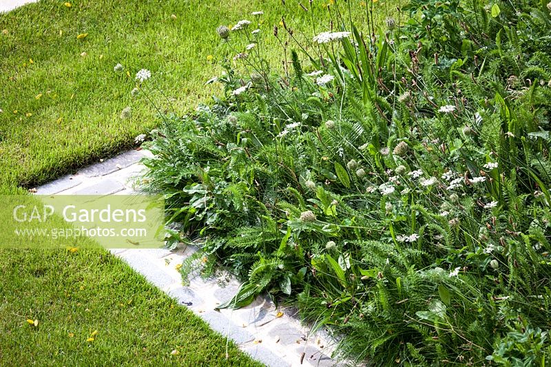 Edge of a border planted with wild flower turf. Garden Design by Peter Reader Landscapes.