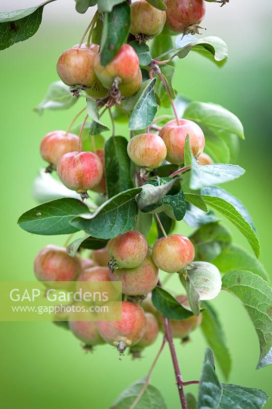  Malus 'Evereste' - Crab Apple 'Evereste'