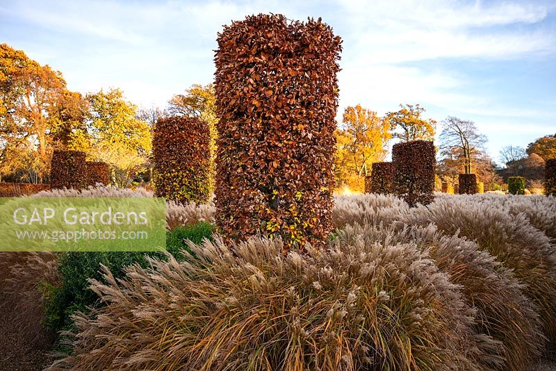 Clipped columns of Fagus sylvatica underplanted with Miscanthus sinensis and Sarcococca confusa, the Bicentenary Glasshouse Garden, RHS Garden Wisley, designed by Tom Stuart Smith.
