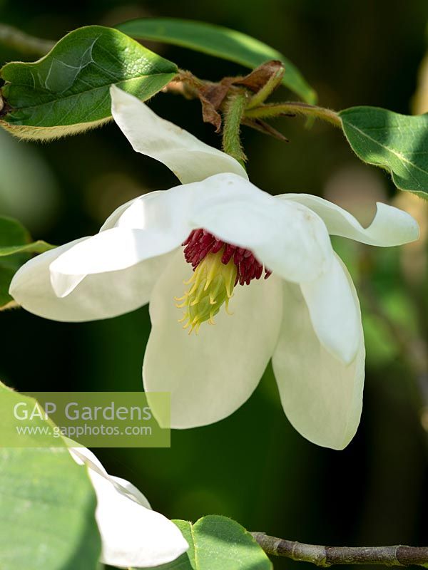 Magnolia wilsonii AGM - Wilson magnolia