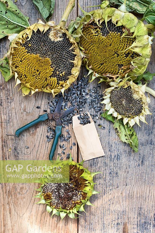 Tools and equipment for saving Helianthus - sunflower - seeds.