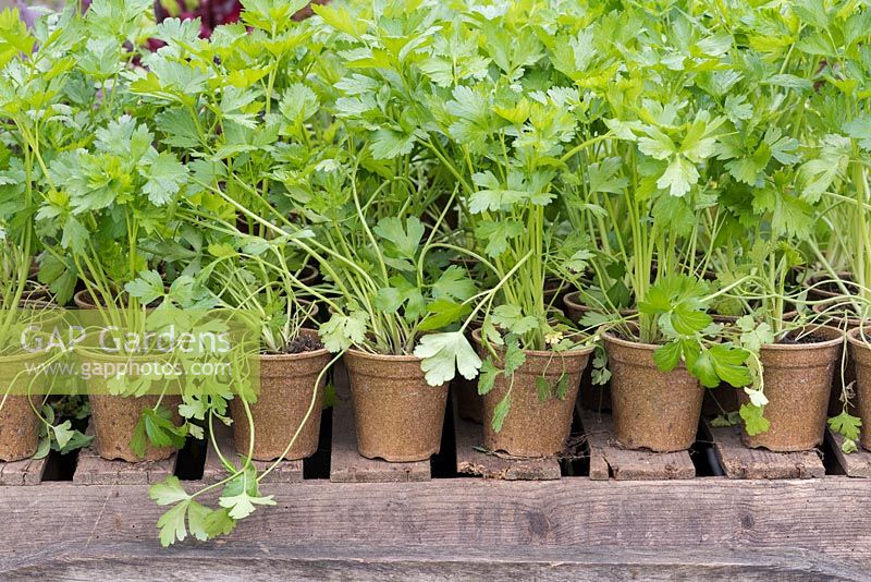 Petroselinum crispum - Flat leaf parsley in plant pots 