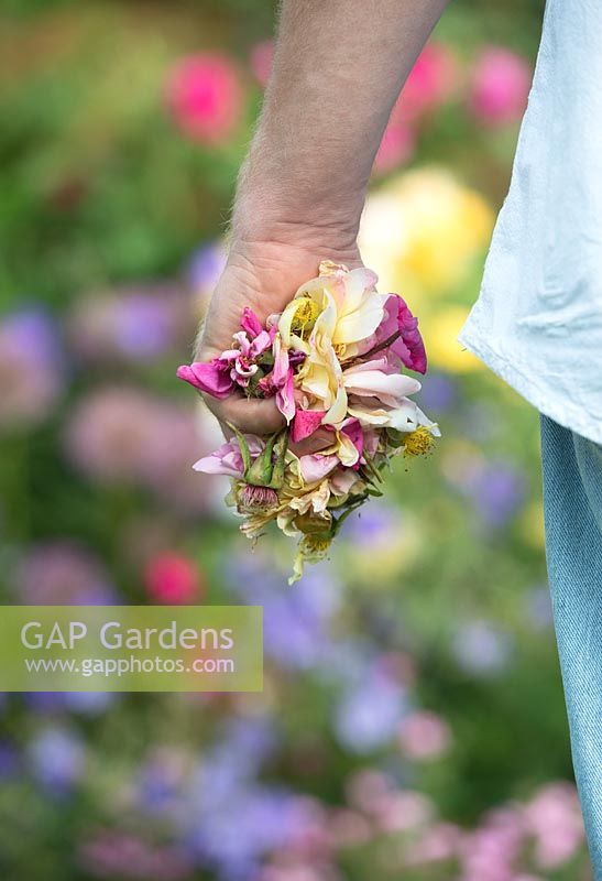 Gardener with a handful of deadheaded rose blooms. 