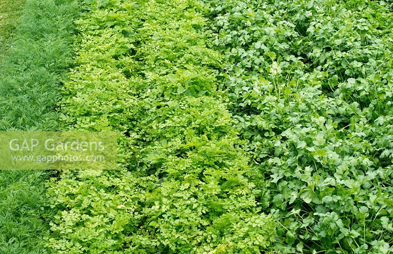 Dill, Chervil and Coriander - Rows of herbs in an English vegetable garden. 
