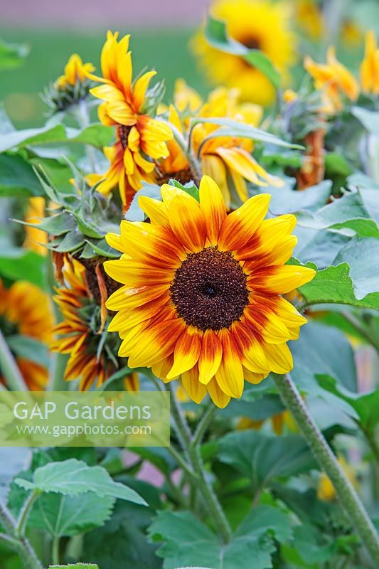 Helianthus 'Solar Flash' - Sunflower 