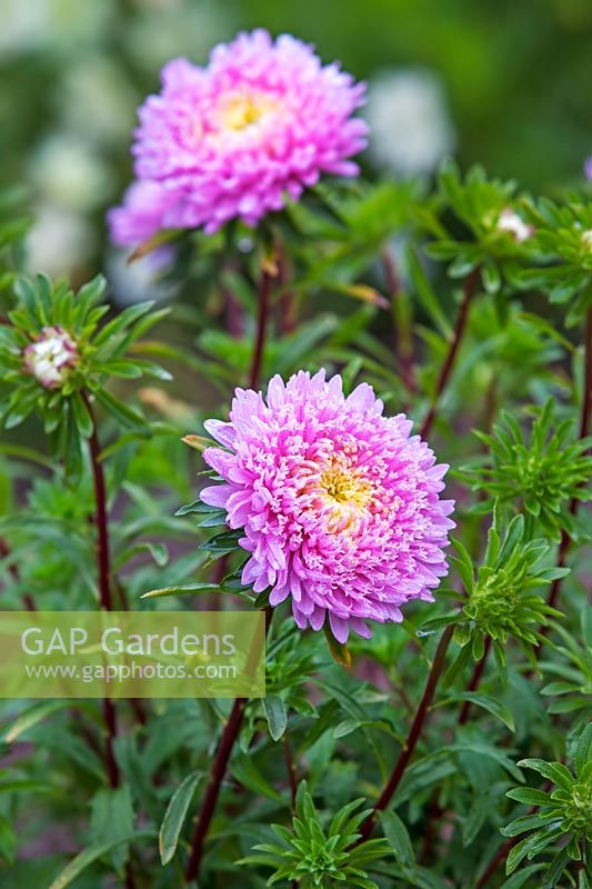 Callistephus chinensis 'Matador Mix' - China Aster