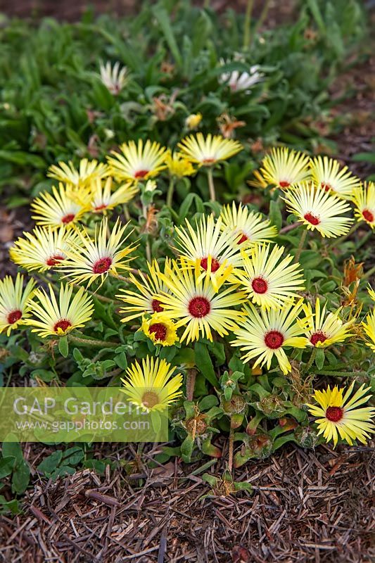 Mesembryanthemum 'Lemon Sparkles' - Livingstone daisy
