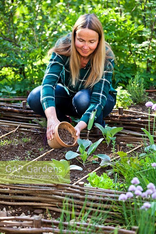Woman adding organic manure around recently planted cabbage seedlings in vegetable bed in spring.