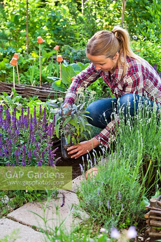 Woman planting Salvia officinalis 'Pupurascens' in border of herbs and flowers to attract wildlife in the vegetable garden.
