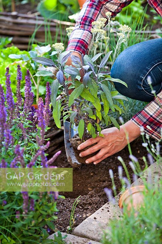 Woman planting Salvia officinalis 'Pupurascens' in border of herbs and flowers to attract wildlife in the vegetable garden.
