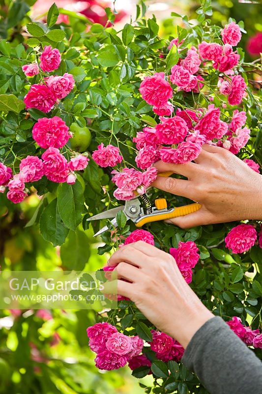 Woman deadheading a rose.