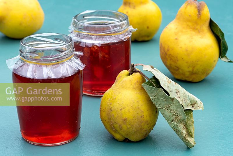 Jars of quince jelly with quinces