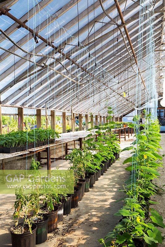 Cucumis sativus - organical Cucumber plants in polyethylene film greenhouse, Quebec, Canada