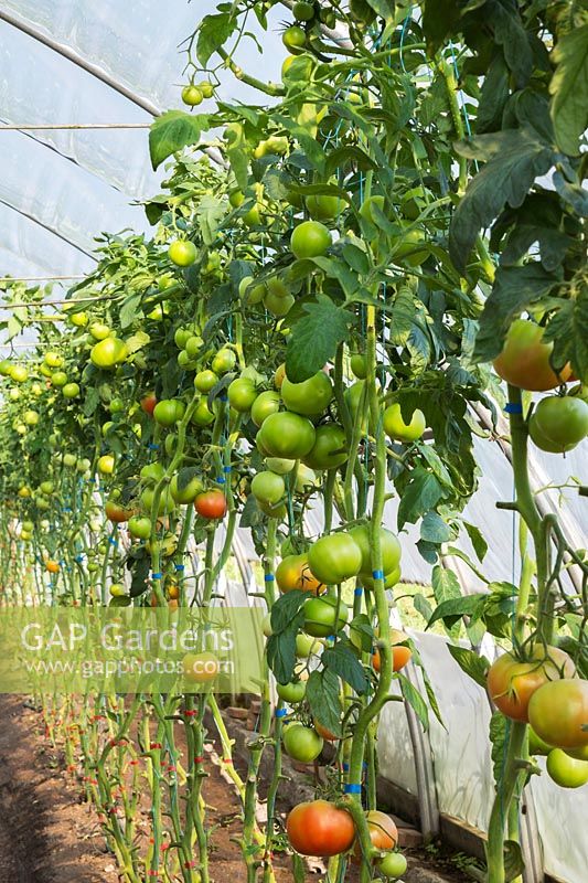 Row of unripe Lycopersicon esculentum - organic Tomatoes on the vine in greenhouse, Quebec, Canada