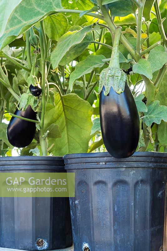 Solanum melongena - organic Eggplants in black plastic containers