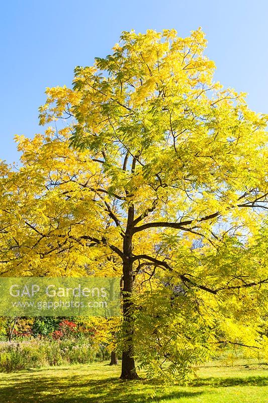 Juglans nigra - Black Walnut tree, Montreal Botanical Garden, Quebec, Canada