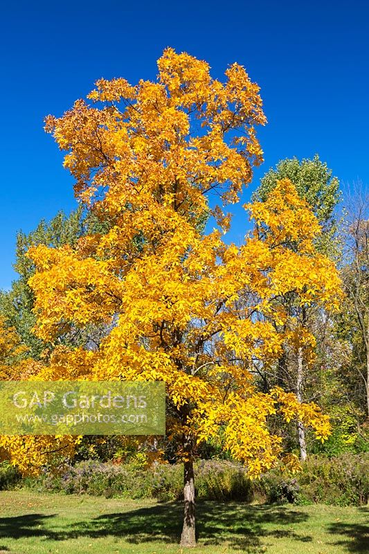 Carya glabra - Pignut Hickory tree, Montreal Botanical Garden, Quebec, Canada