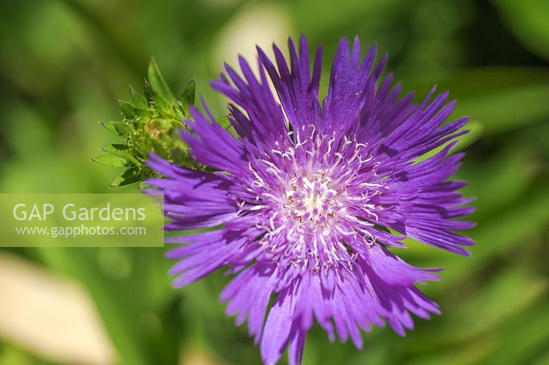 Stokesia laevis 'Honeysong Purple' - Stokes Aster