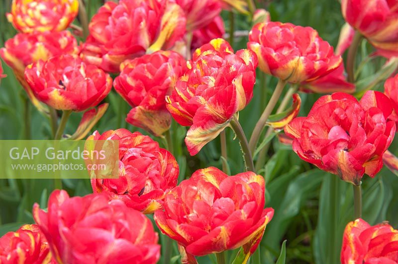 Double Late Tulips 'Sundowner'