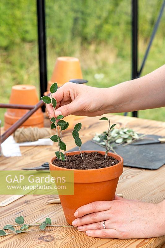 Inserting Cotoneaster hardwood cuttings into pot of gritty compost